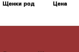 Щенки род 16.02 › Цена ­ 16 000 - Все города Животные и растения » Собаки   . Ростовская обл.,Шахты г.